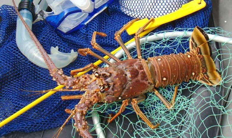 Can I Catch Lobsters All Year Round?