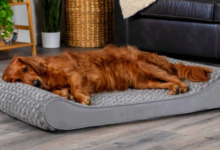 Cooling Dog Bed: The Ultimate Solution for Hot, Restless, and Summer-Loving Pets 