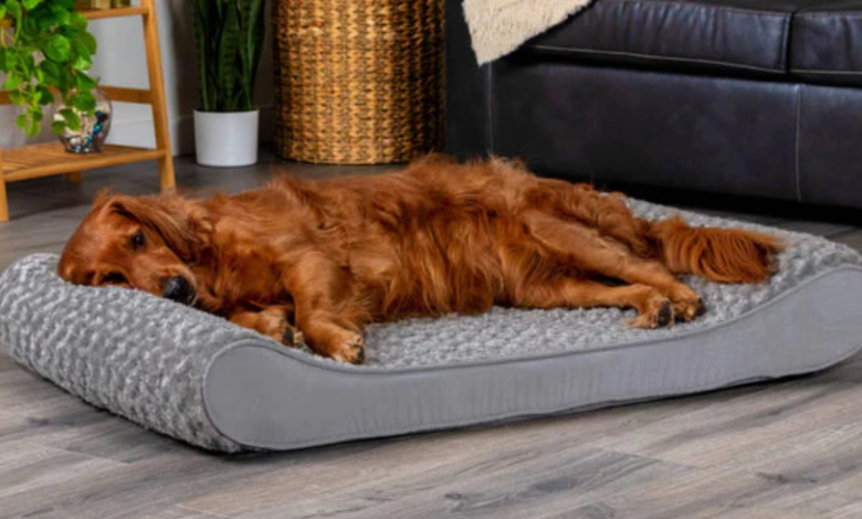 Cooling Dog Bed: The Ultimate Solution for Hot, Restless, and Summer-Loving Pets 