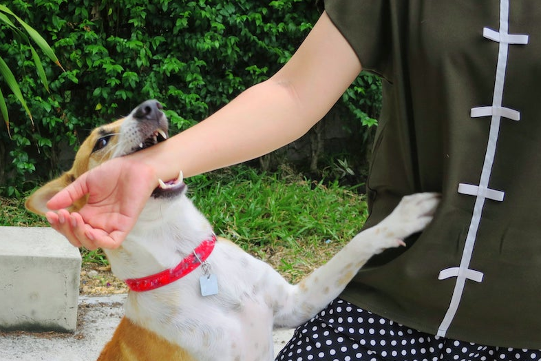 Safeguarding Your Rights From The First Second Of A Dog Bite - miroirpmu - miroir pmu