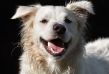 What Owners Need to Know About Dog Bones and Connective Tissue