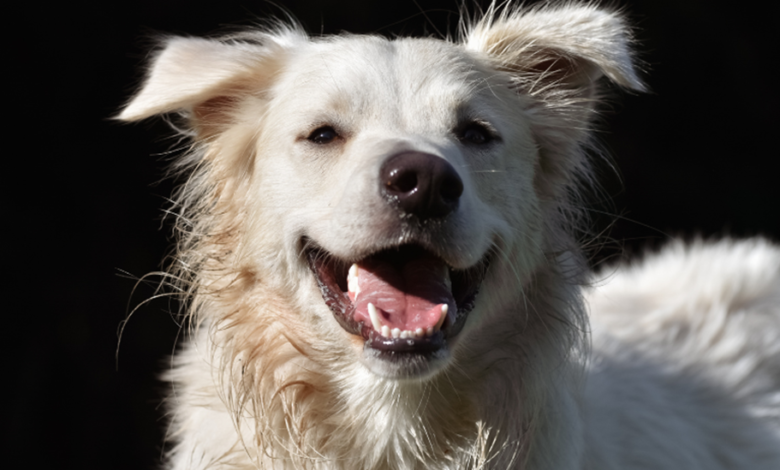 What Owners Need to Know About Dog Bones and Connective Tissue