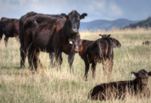 Common Factors That Affect Cattle Mobility and How Supplements Fit Into Management