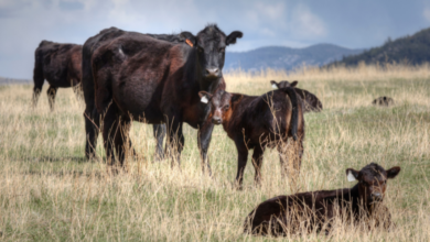 Common Factors That Affect Cattle Mobility and How Supplements Fit Into Management