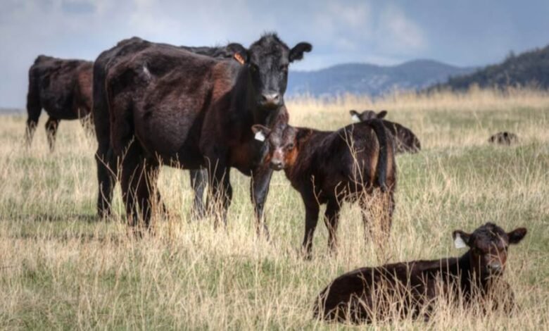Common Factors That Affect Cattle Mobility and How Supplements Fit Into Management