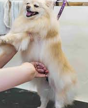 Professional Dog Grooming: What Separates Pros From “Quick Wash” Shops