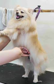 Professional Dog Grooming: What Separates Pros From “Quick Wash” Shops